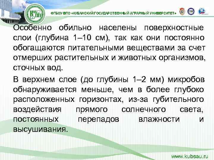 Особенно обильно населены поверхностные слои (глубина 1– 10 см),  так как они постоянно