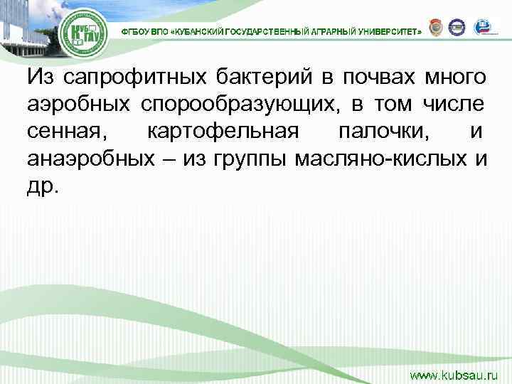 Из сапрофитных бактерий в почвах много аэробных спорообразующих,  в том числе сенная, 