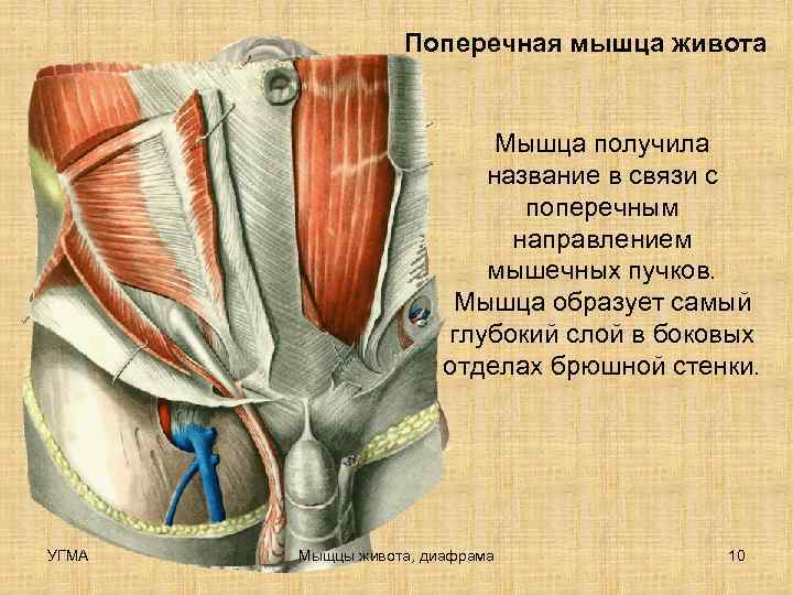    Поперечная мышца живота     Мышца получила  