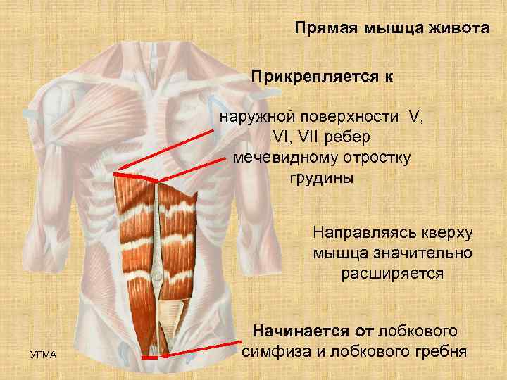     Прямая мышца живота  Прикрепляется к   наружной поверхности