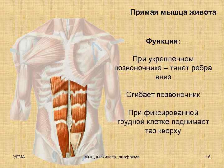      Прямая мышца живота      Функция: