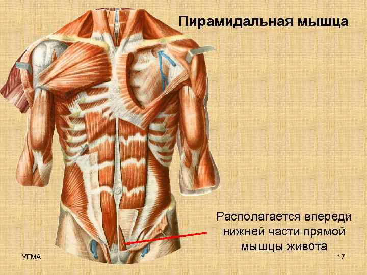   Пирамидальная мышца    Располагается впереди   нижней части прямой