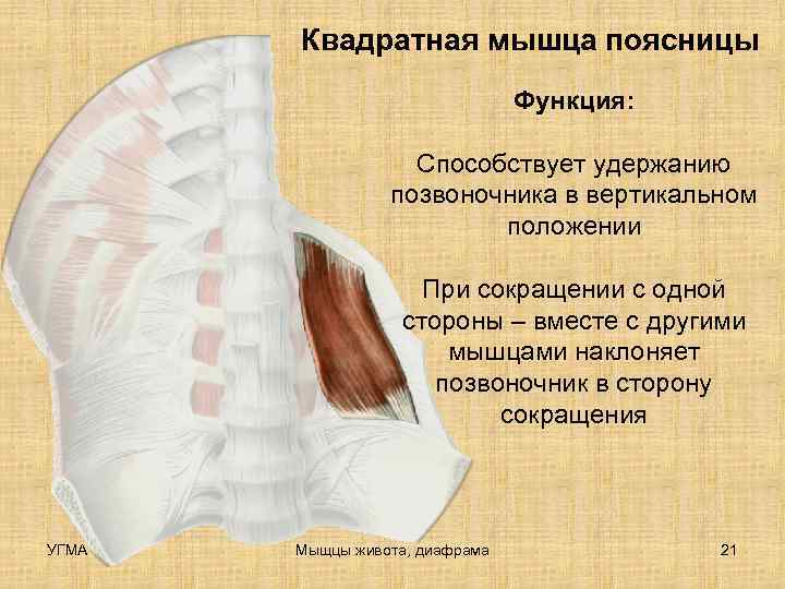   Квадратная мышца поясницы       Функция:  