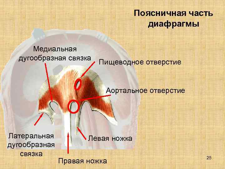       Поясничная часть    диафрагмы  Медиальная