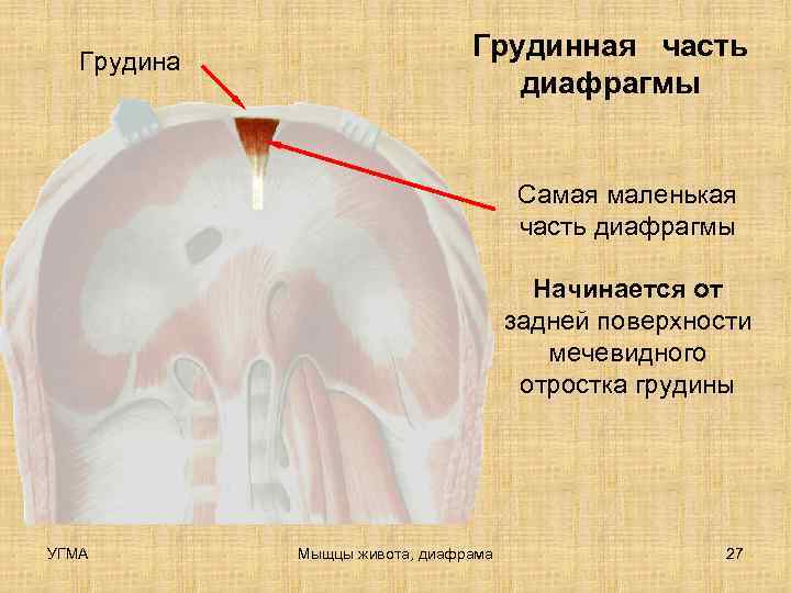   Грудина       Грудинная часть   
