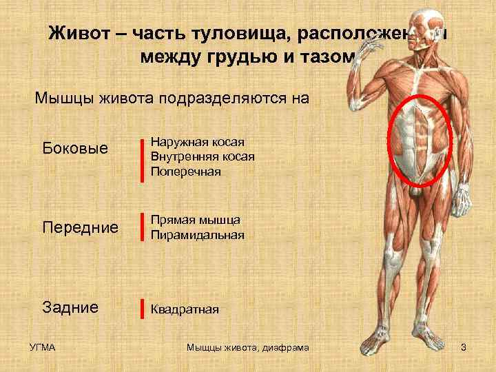  Живот – часть туловища, расположенная  между грудью и тазом Мышцы живота подразделяются