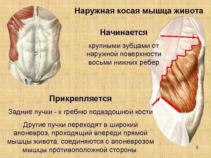    Наружная косая мышца живота      Начинается 