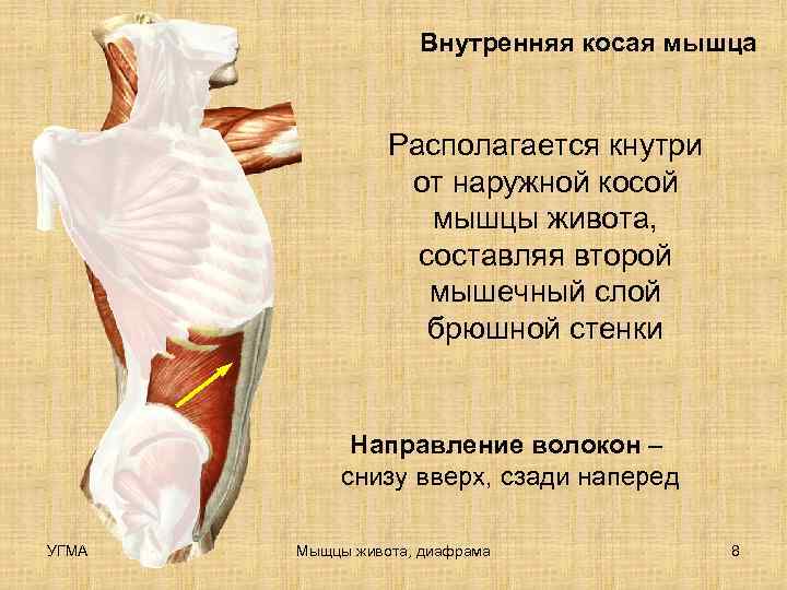     Внутренняя косая мышца    Располагается кнутри  