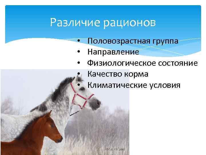 Различие рационов •  Половозрастная группа •  Направление •  Физиологическое состояние •