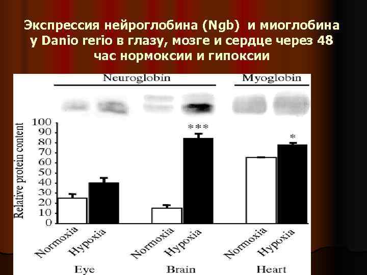 Экспрессия нейроглобина (Ngb) и миоглобина у Danio rerio в глазу, мозге и сердце через