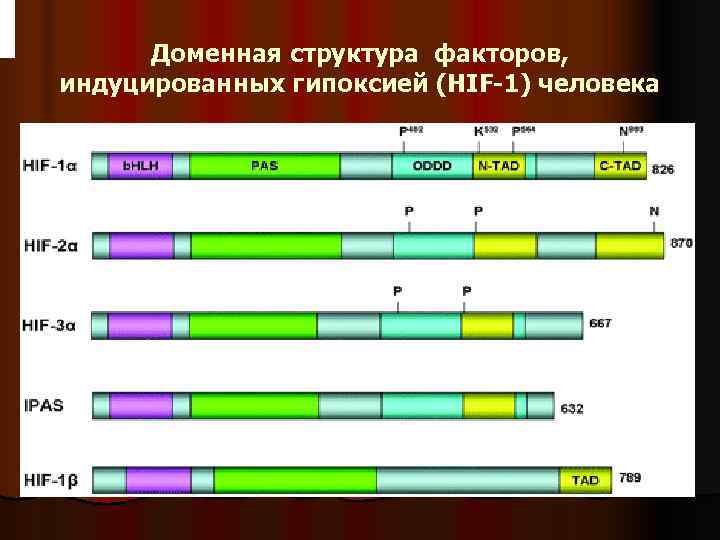  Доменная структура факторов, индуцированных гипоксией (HIF-1) человека 
