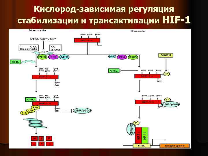   Кислород-зависимая регуляция стабилизации и трансактивации HIF-1 