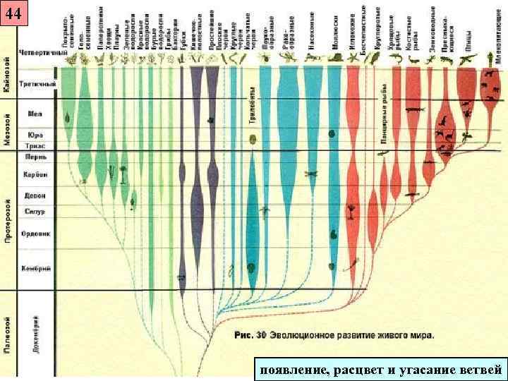 44   появление, расцвет и угасание ветвей 