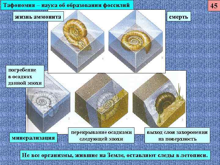 Тафономия – наука об образовании фоссилий      45  жизнь