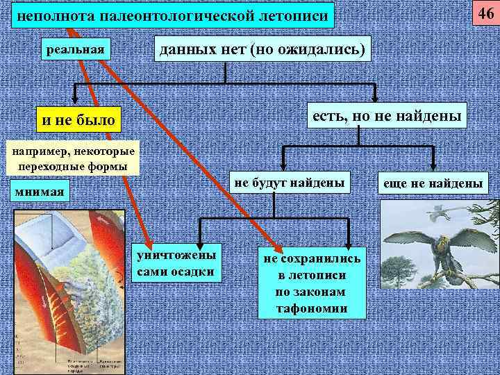 Неполнота. Причины неполной палеонтологической летописи. Принцип неполноты геологической летописи. Презентация по теме история эволюционного учения.