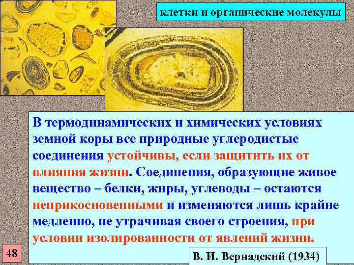     клетки и органические молекулы   В термодинамических и химических