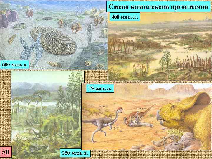       Смена комплексов организмов     