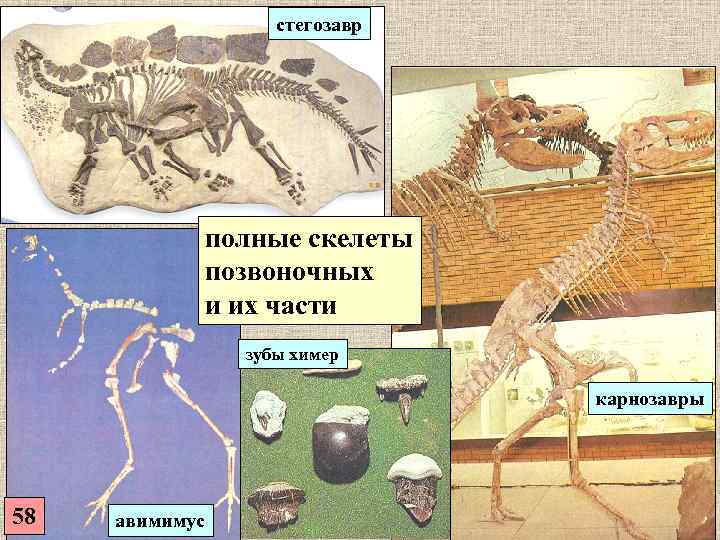      стегозавр     полные скелеты  