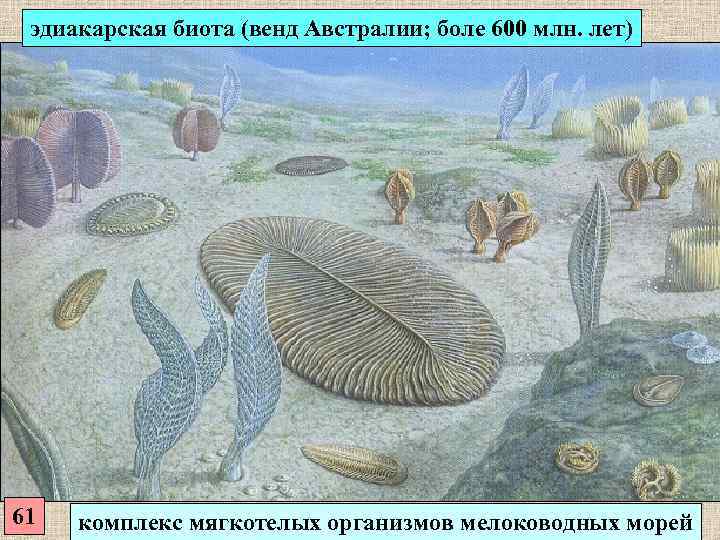  эдиакарская биота (венд Австралии; боле 600 млн. лет) 61  комплекс мягкотелых организмов