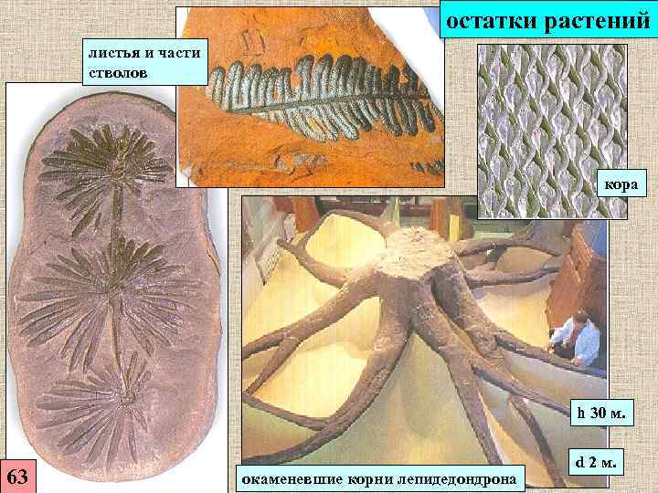     остатки растений листья и части стволов   