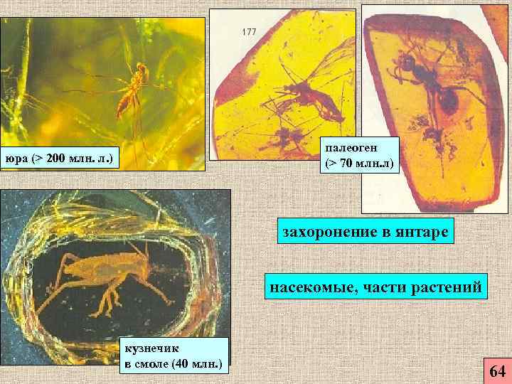     палеоген юра (> 200 млн. л. )   
