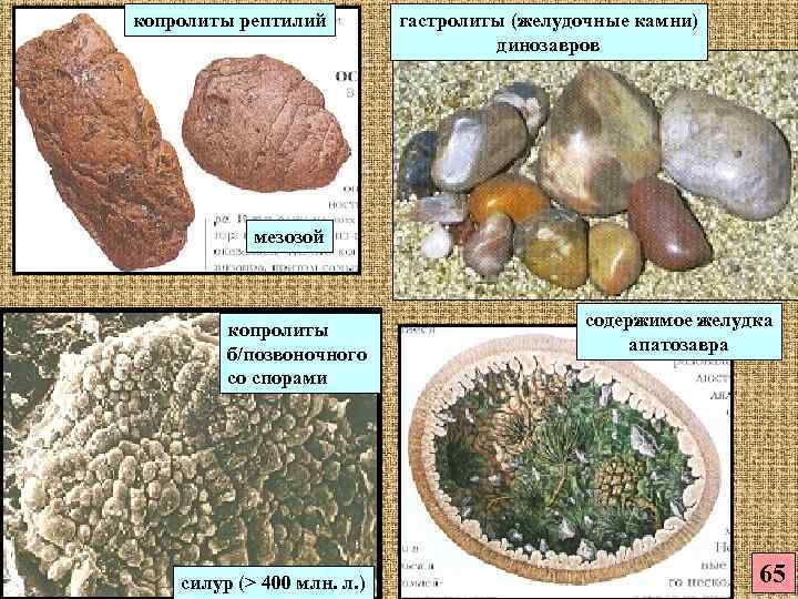 копролиты рептилий   гастролиты (желудочные камни)       динозавров