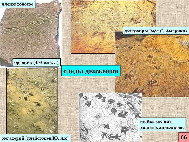 членистоногое     динозавры (мел С. Америки)   ордовик (450 млн.