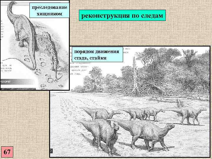  преследование  хищником  реконструкция по следам     порядок движения