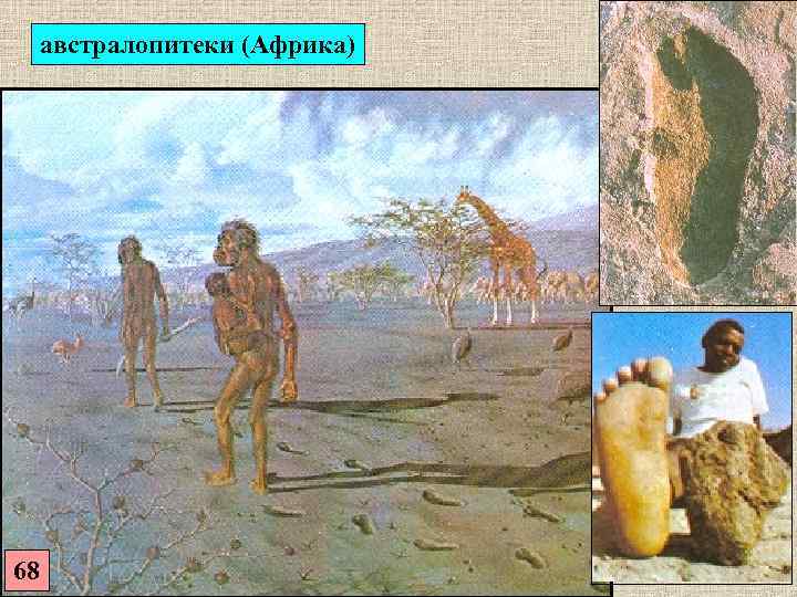  австралопитеки (Африка) 68 