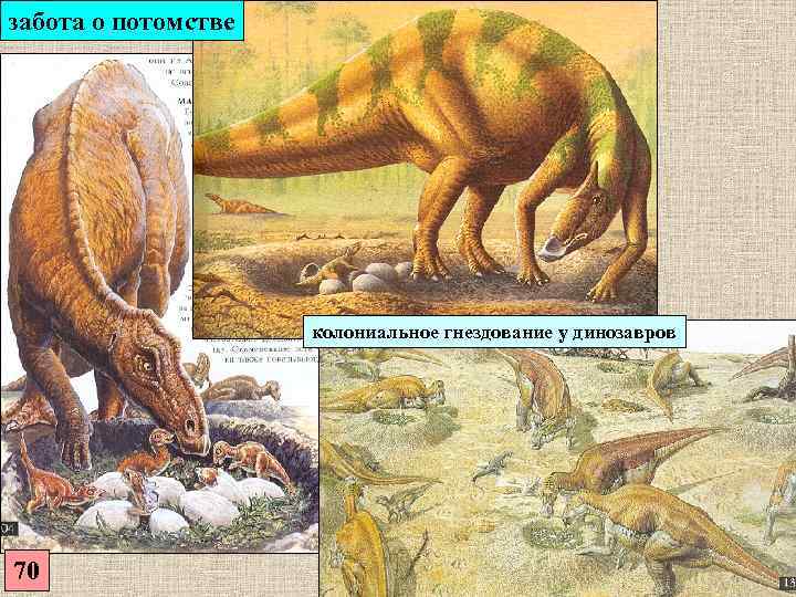 забота о потомстве     колониальное гнездование у динозавров 70 