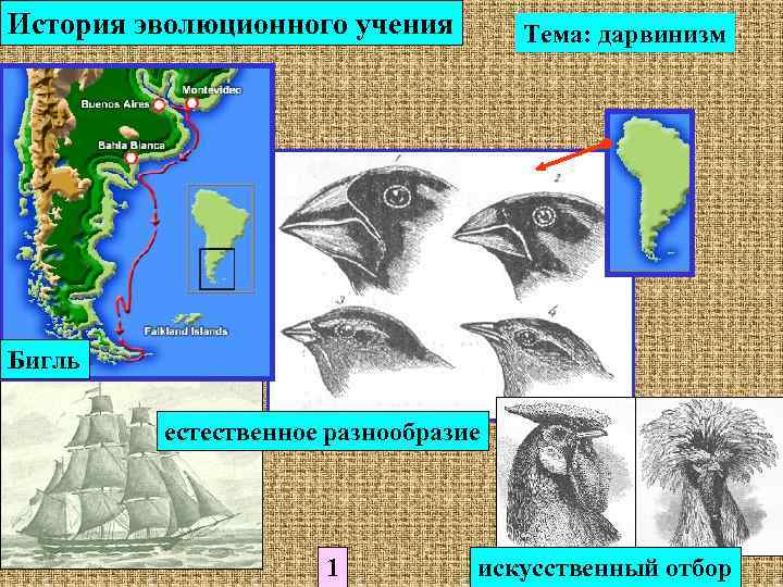 История эволюционного учения   Тема: дарвинизм Бигль  естественное разнообразие   