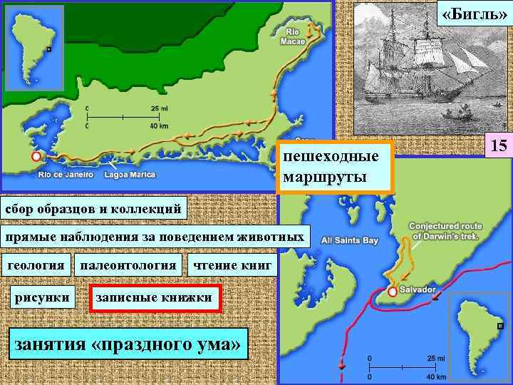      «Бигль»      15  