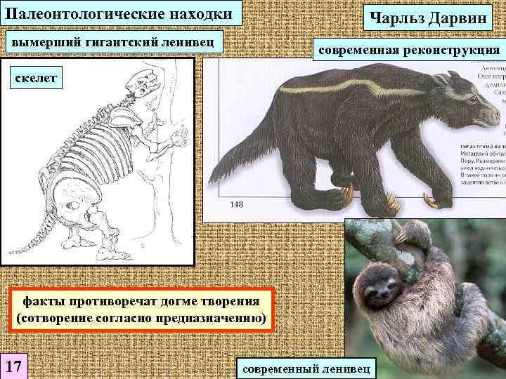 Реконструкция вымерших животных. Ленивец Дарвина. Ископаемые остатки гигантских ленивцев и броненосцев. Гигантский Ленивец вымерший. Останки гигантских ленивцев и броненосцев.