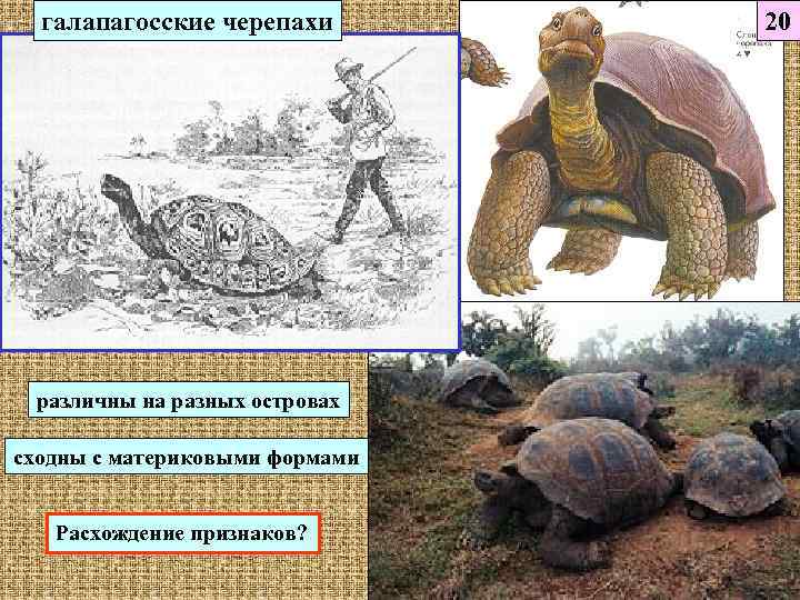  галапагосские черепахи  20 различны на разных островах сходны с материковыми формами Расхождение