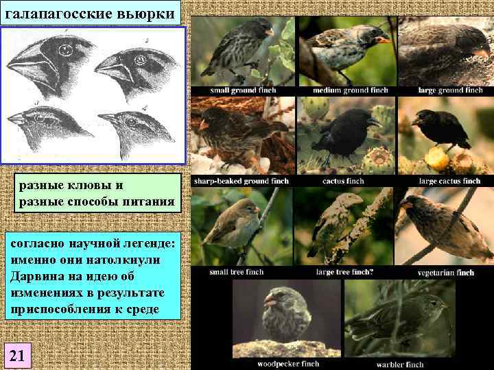 галапагосские вьюрки разные клювы и разные способы питания  согласно научной легенде: именно они