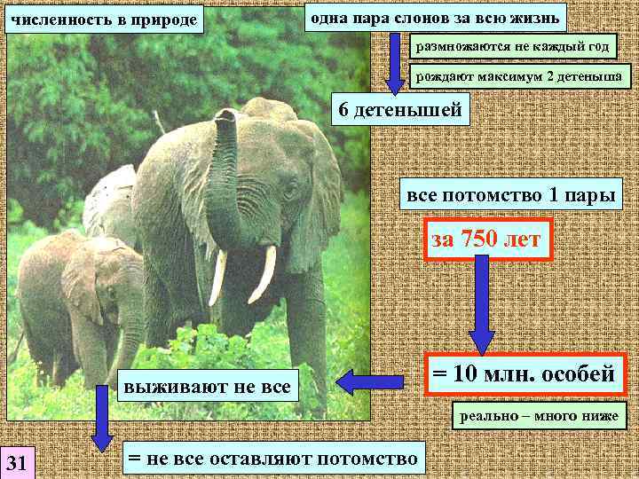 численность в природе   одна пара слонов за всю жизнь   