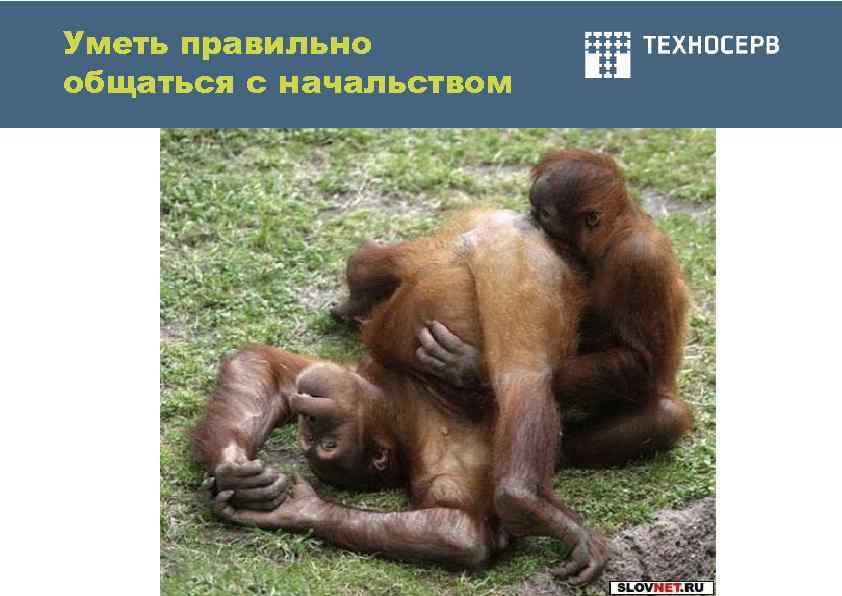 Уметь правильно общаться с начальством 