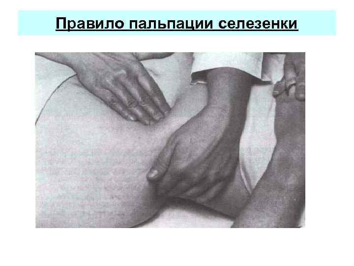 Правило пальпации селезенки 