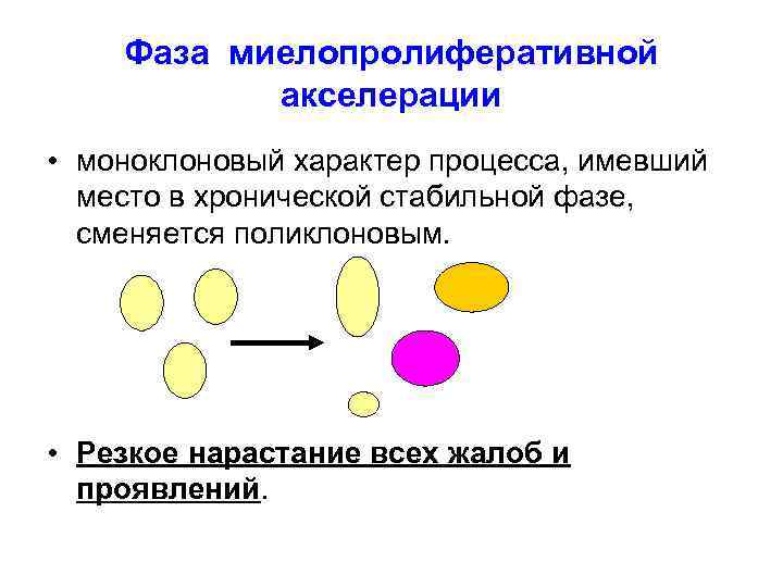  Фаза миелопролиферативной  акселерации • моноклоновый характер процесса, имевший  место в