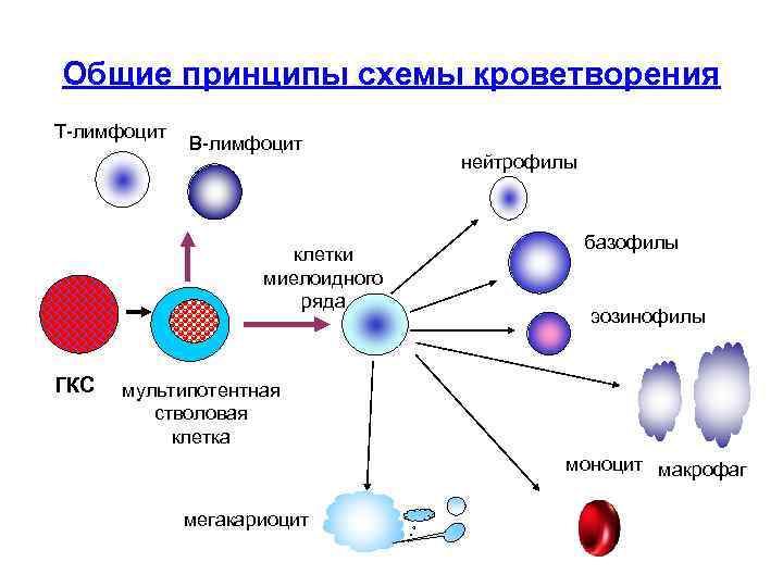 Общая схема онтогенеза лимфоцитов