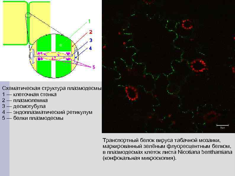Схематическая структура плазмодесмы. 1 — клеточная стенка 2 — плазмолемма 3 — десмотубула 4