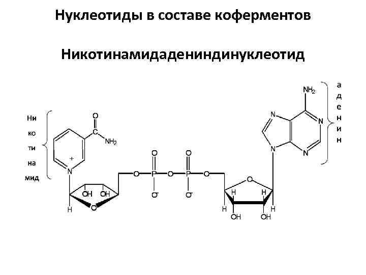 Нуклеотиды в составе коферментов Никотинамидадениндинуклеотид 