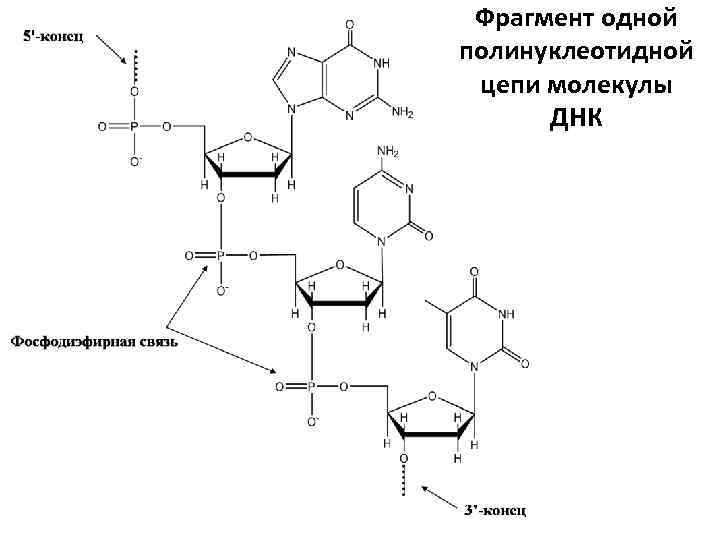  Фрагмент одной полинуклеотидной цепи молекулы  ДНК 