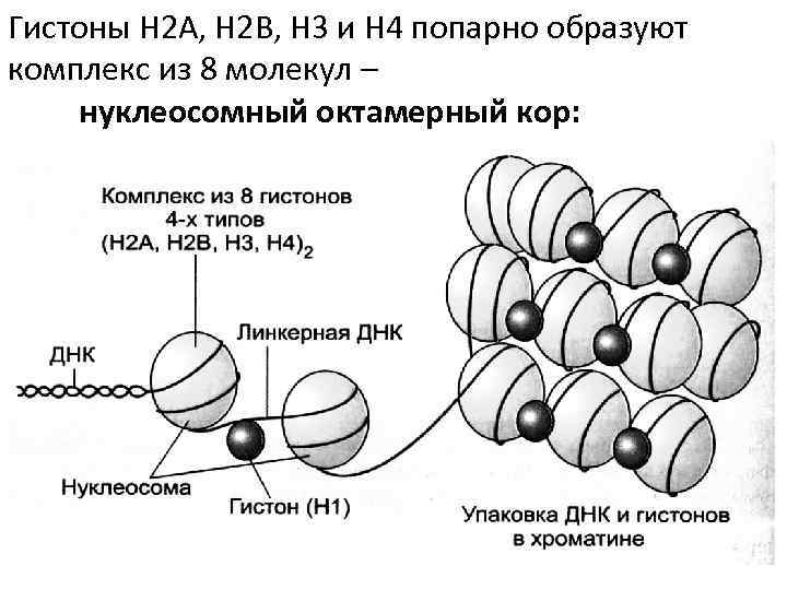 Гистоны Н 2 А, Н 2 В, Н 3 и Н 4 попарно образуют