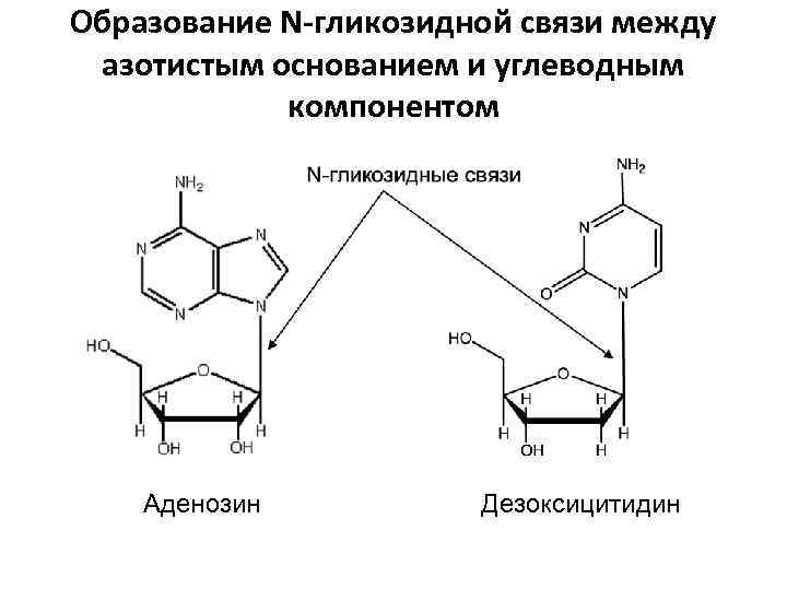 Образование N-гликозидной связи между азотистым основанием и углеводным   компонентом   Аденозин