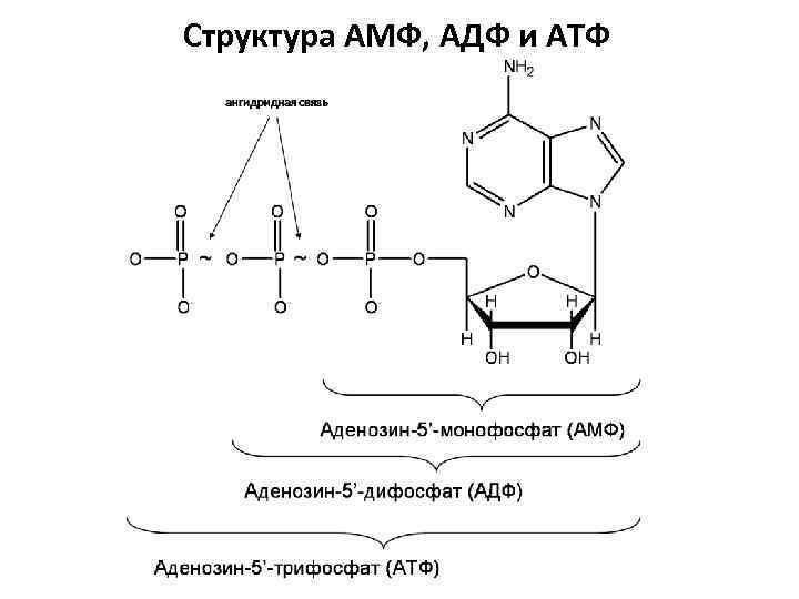 Структурная формула схемы. Строение АТФ И амф. Структурные формулы амф АДФ АТФ. Структура амф, АДФ И АТФ. Амф биохимия строение.