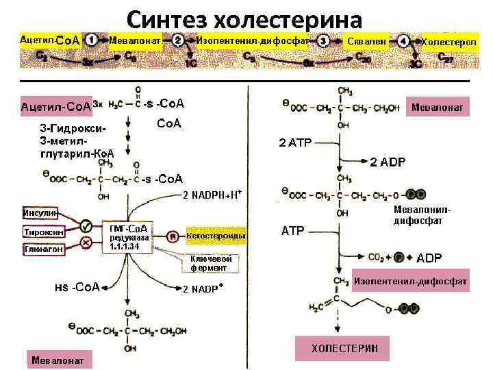 Схема синтеза холестерина