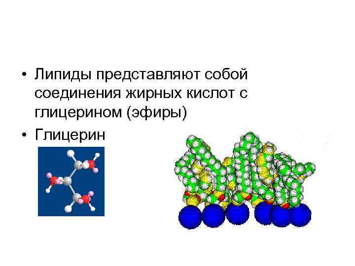  • Липиды представляют собой  соединения жирных кислот с  глицерином (эфиры) 