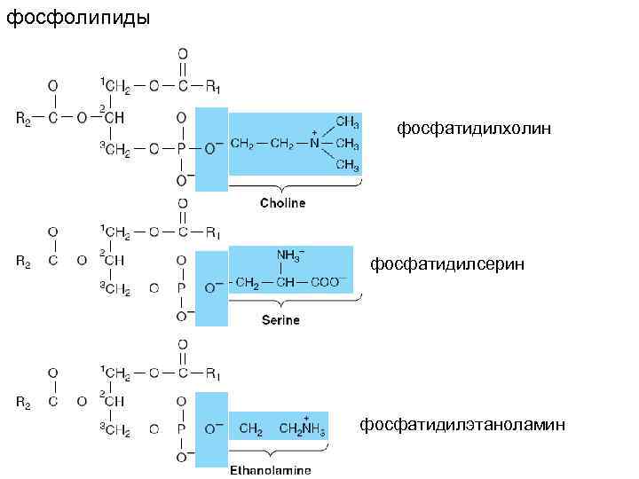 Лецитин фосфатидилхолин формула. Фосфолипиды лецитин формула. Фосфатидилхолин это