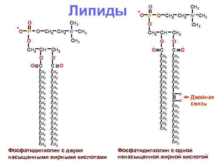       Липиды -O    P O CH